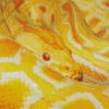 Burmese Yellow Python Diamond Painting