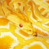 Burmese Yellow Python Diamond Painting