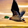 Closeup Duck Bird Flying Diamond Painting