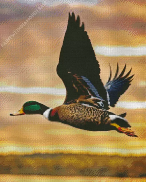 Closeup Duck Bird Flying Diamond Painting