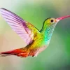 Colorful Hummingbird Diamond Painting