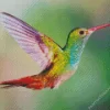 Colorful Hummingbird Diamond Painting