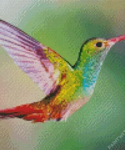 Colorful Hummingbird Diamond Painting