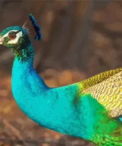 Colorful Peacock Bird Diamond Painting