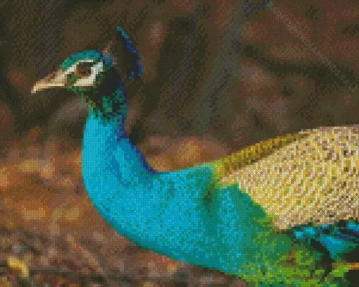 Colorful Peacock Bird Diamond Painting