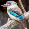 Cool Kookaburra Bird Diamond Painting