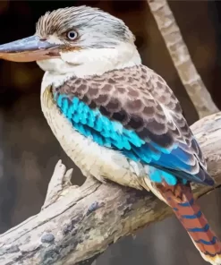 Cool Kookaburra Bird Diamond Painting