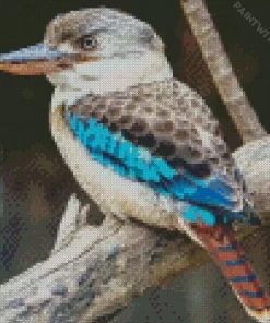 Cool Kookaburra Bird Diamond Painting