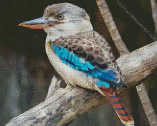 Cool Kookaburra Bird Diamond Painting