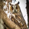 Cool Long Eared Owl Diamond Painting