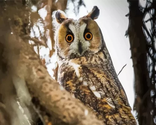 Cool Long Eared Owl Diamond Painting