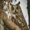 Cool Long Eared Owl Diamond Painting