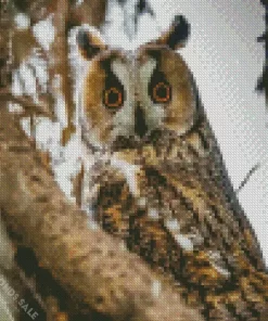 Cool Long Eared Owl Diamond Painting