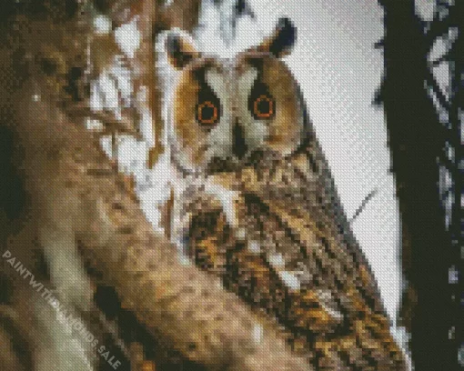 Cool Long Eared Owl Diamond Painting