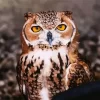 Cool Pharaoh Eagle Owl Diamond Painting