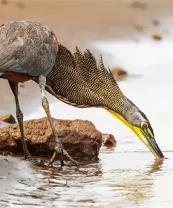 Cool Tiger Heron Diamond Painting