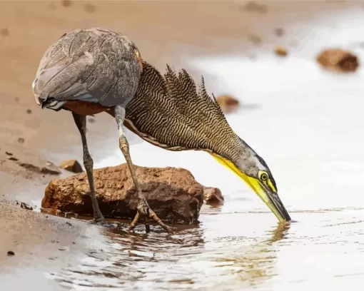 Cool Tiger Heron Diamond Painting