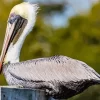 Cool brown pelican Diamond Painting