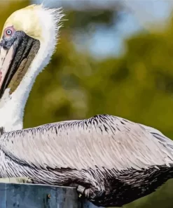 Cool brown pelican Diamond Painting