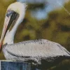 Cool brown pelican Diamond Painting