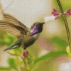 Cool Costas Hummingbird Diamond Painting