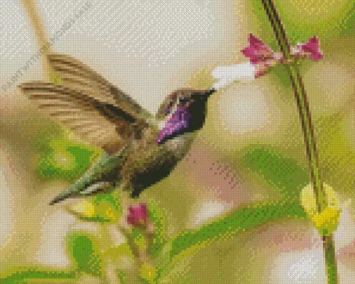 Cool Costas Hummingbird Diamond Painting