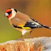 Cool European Goldfinch Diamond Painting