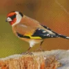 Cool European Goldfinch Diamond Painting