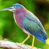 Cool Green Heron Birds Diamond Painting