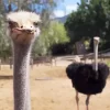 Curious Ostrich Diamond Painting