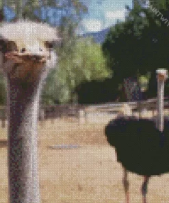 Curious Ostrich Diamond Painting