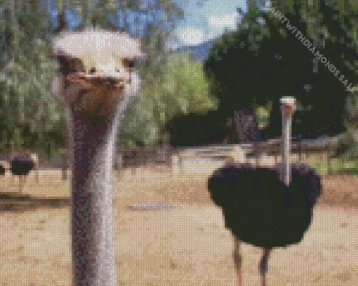 Curious Ostrich Diamond Painting