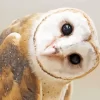 Cute Barn Owl Diamond Painting