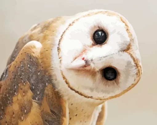 Cute Barn Owl Diamond Painting