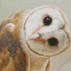 Cute Barn Owl Diamond Painting