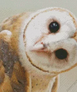 Cute Barn Owl Diamond Painting