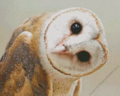 Cute Barn Owl Diamond Painting