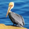 Cute Brown Pelican Diamond Painting