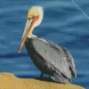 Cute Brown Pelican Diamond Painting