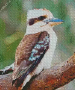 Cute Kookaburra Diamond Painting