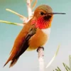 Cute Rufous Hummingbird Diamond Painting