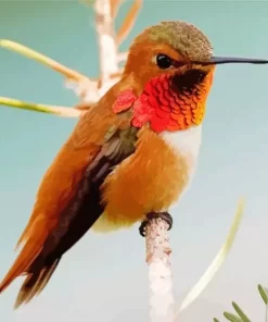 Cute Rufous Hummingbird Diamond Painting