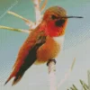 Cute Rufous Hummingbird Diamond Painting