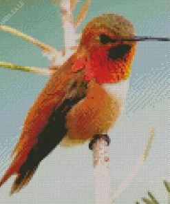 Cute Rufous Hummingbird Diamond Painting