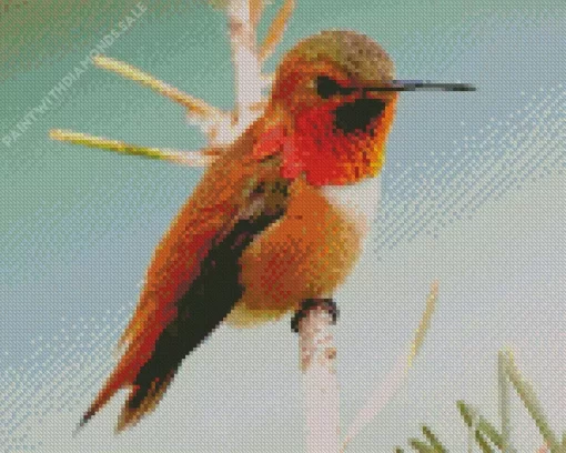 Cute Rufous Hummingbird Diamond Painting