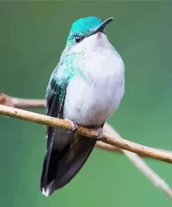 Cute Violet capped Hummingbird Diamond Painting