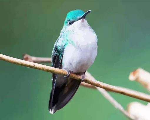 Cute Violet capped Hummingbird Diamond Painting