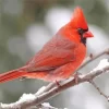 Cute Cardinal Bird Diamond Painting