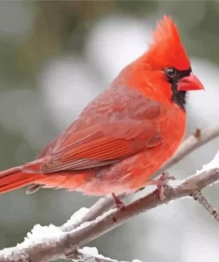 Cute Cardinal Bird Diamond Painting