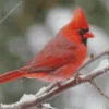 Cute Cardinal Bird Diamond Painting